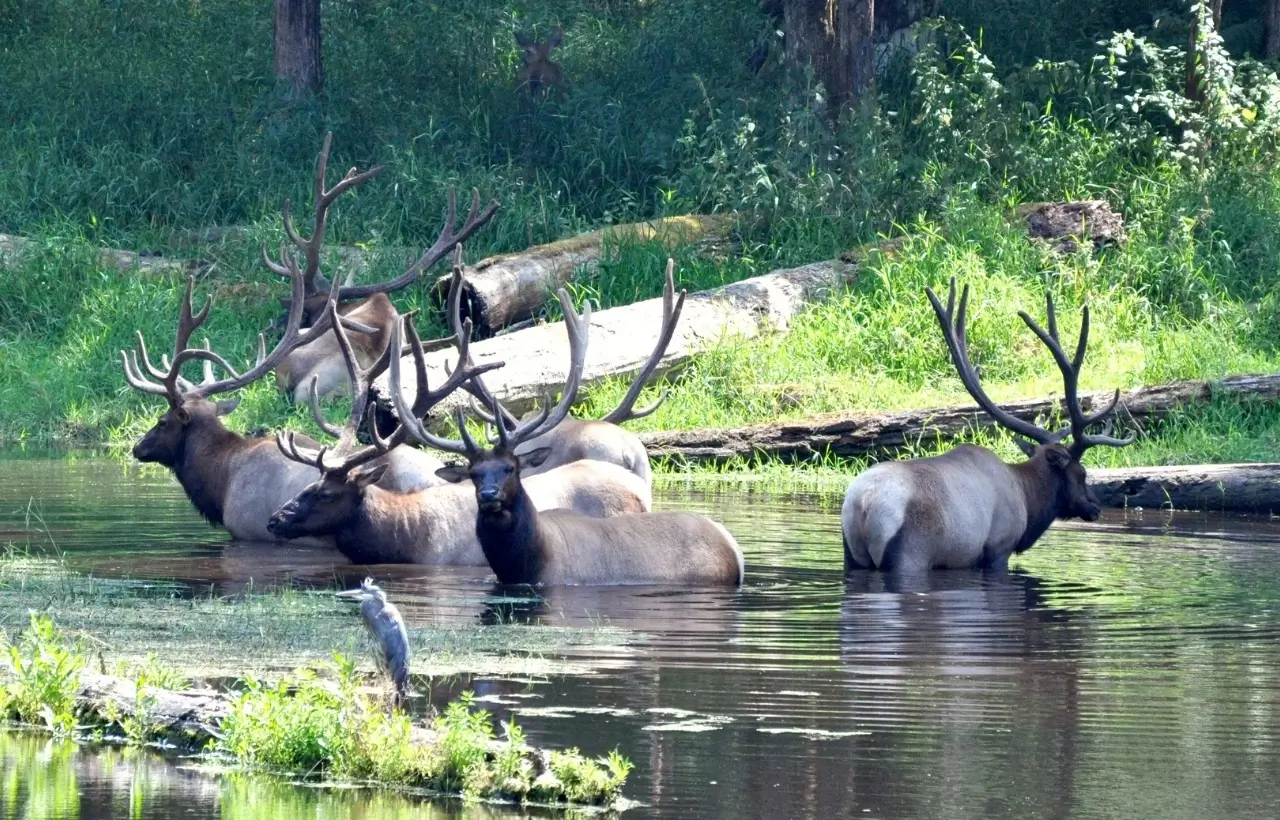 BangloreWildlife1