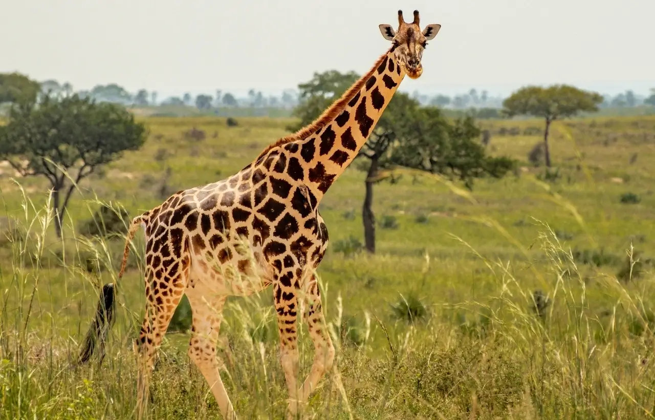 BangloreWildlife4
