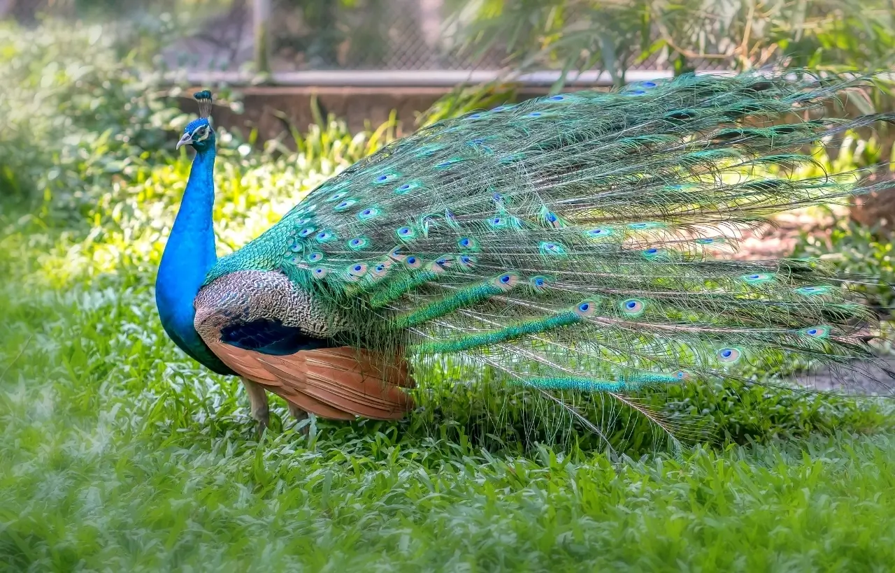 BangloreWildlife6
