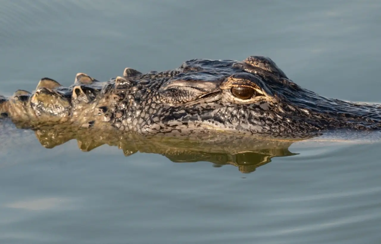 BangloreWildlife8