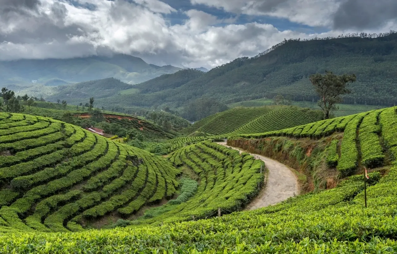 SpiceRootofIndia&Srilanka1