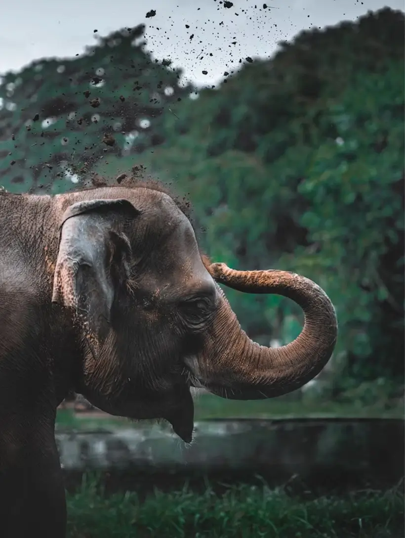 Best Jungle Safari India